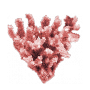 coral-icon-1 copia coral-icon-1 copia